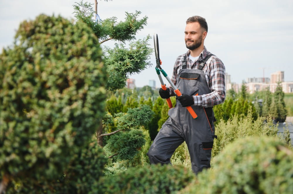 Crew member trimming shrubs with shears in a landscaped yard